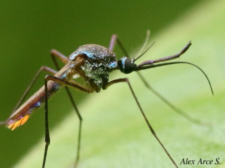 Toxorhynchites haemorrhoidalis