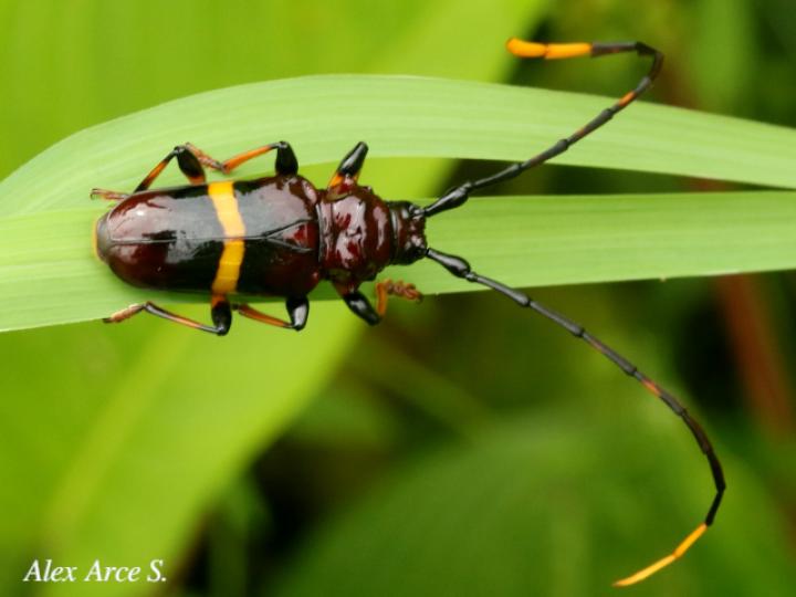 Trachyderes succinctus