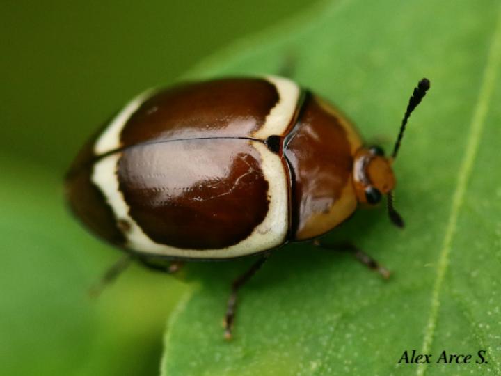Aegithus gorhami