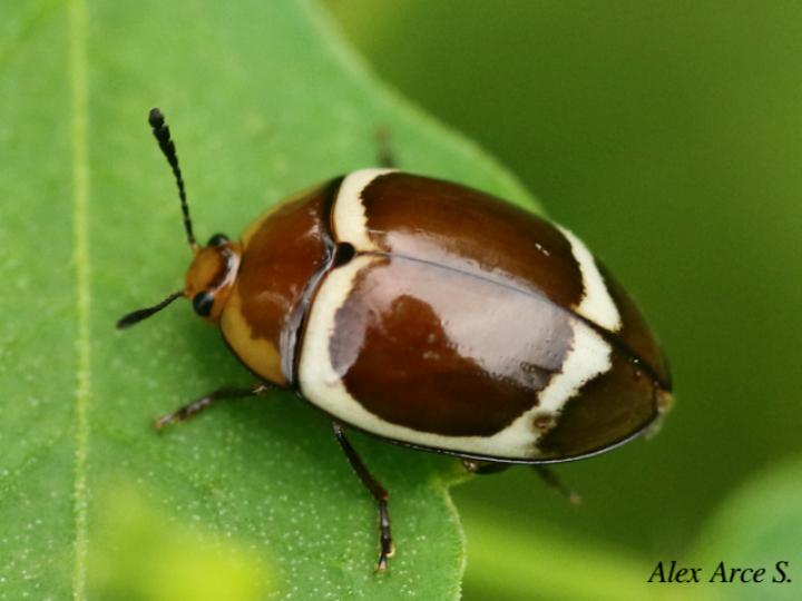 Aegithus gorhami