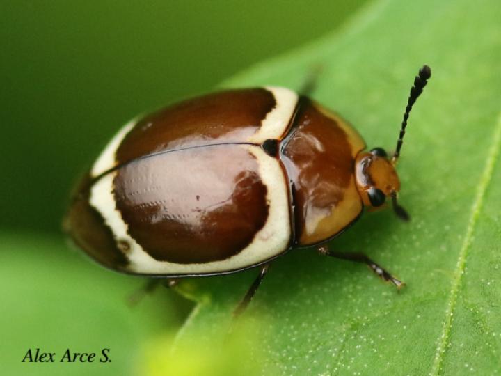 Aegithus gorhami