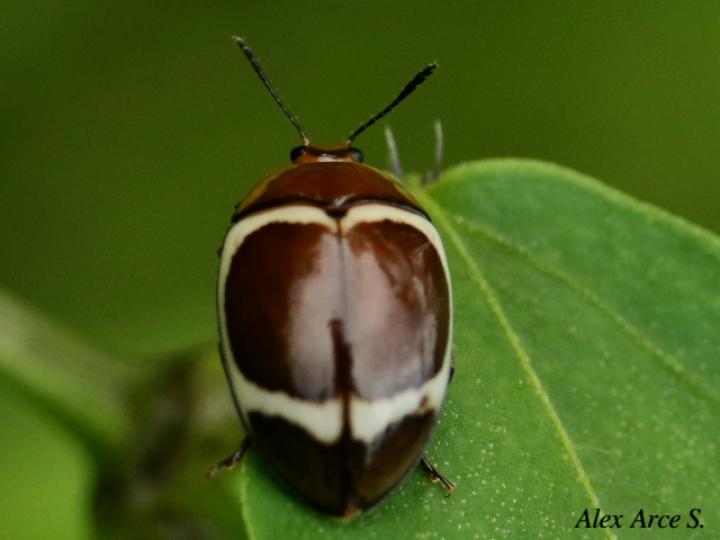 Aegithus gorhami