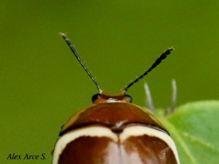 Aegithus gorhami
