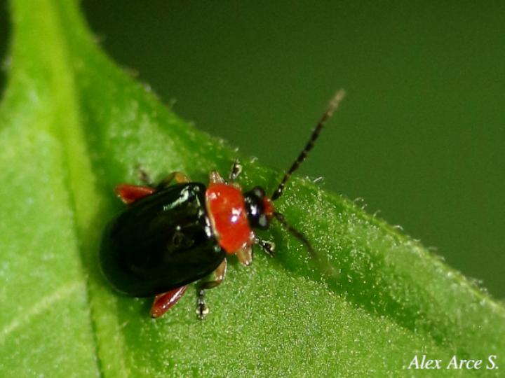 Asphaera abdominalis