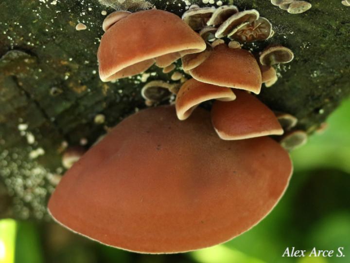 Auricularia fuscosuccinea (Hongo oreja de chancho)