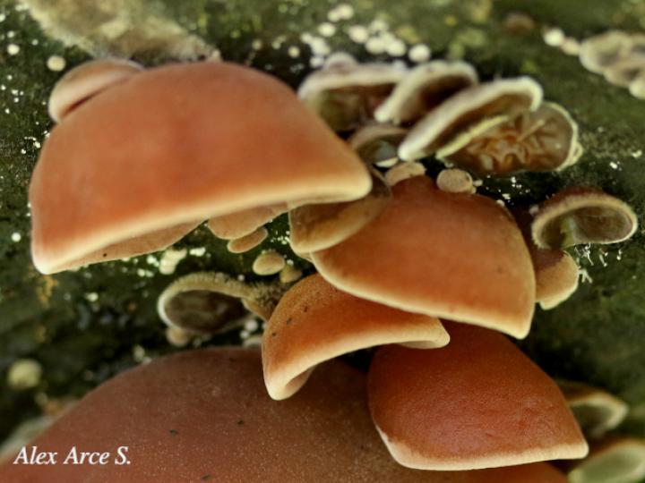 Auricularia fuscosuccinea (Hongo oreja de chancho)