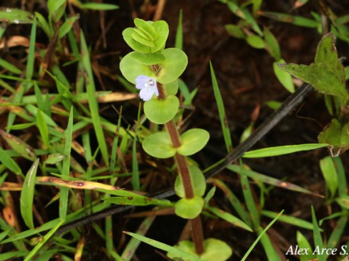 Bacopa salzmannii