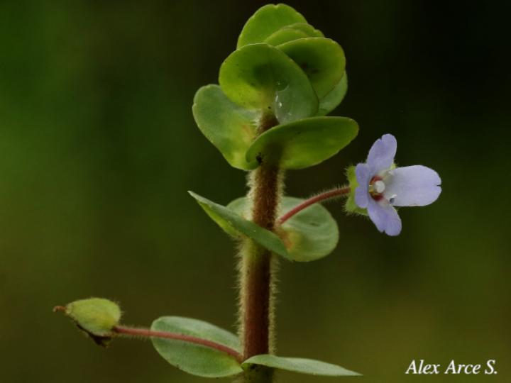 Bacopa salzmannii