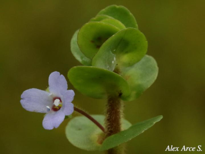 Bacopa salzmannii