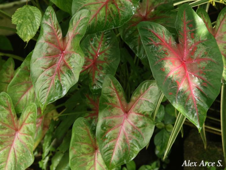 Caladium bicolor