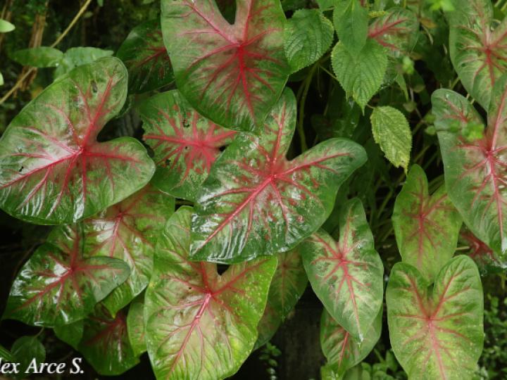 Caladium bicolor