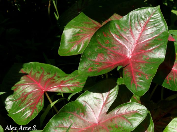 Caladium bicolor