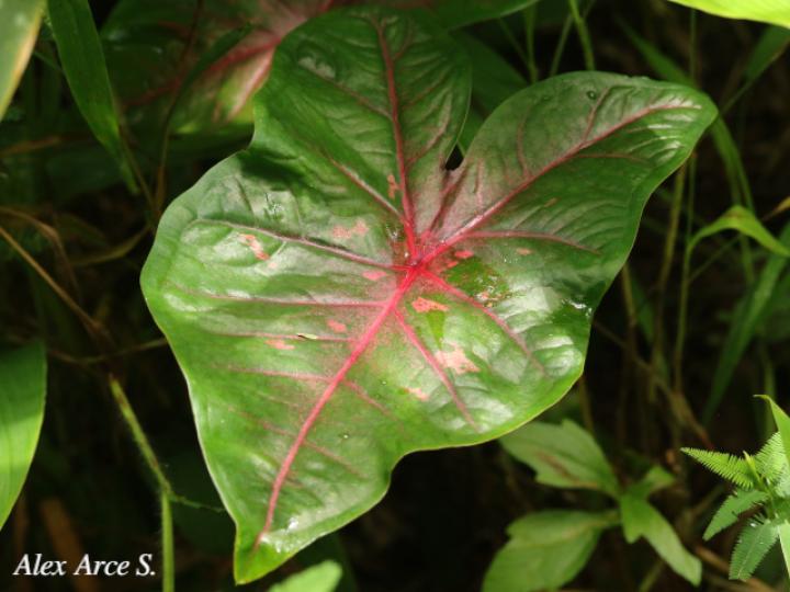 Caladium bicolor
