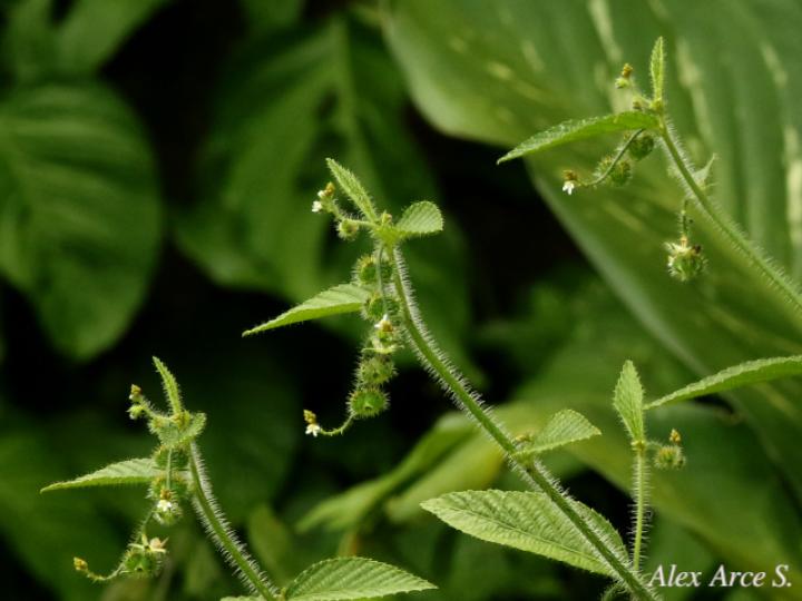 Caperonia palustris