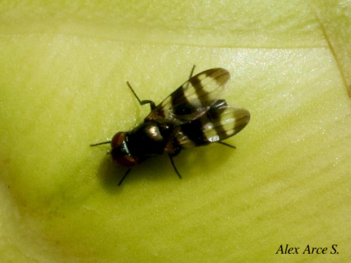 Chaetopsis massyla