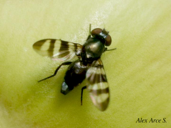 Chaetopsis massyla