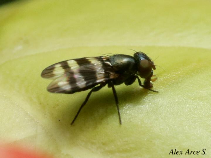 Chaetopsis massyla