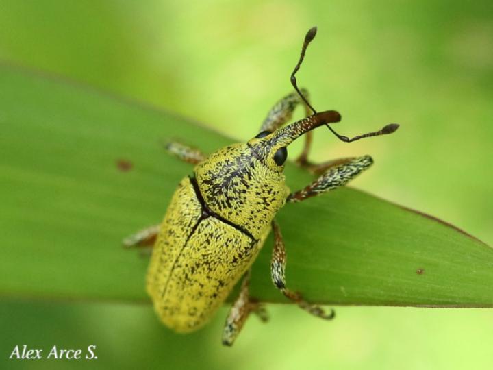 Cholus aureus