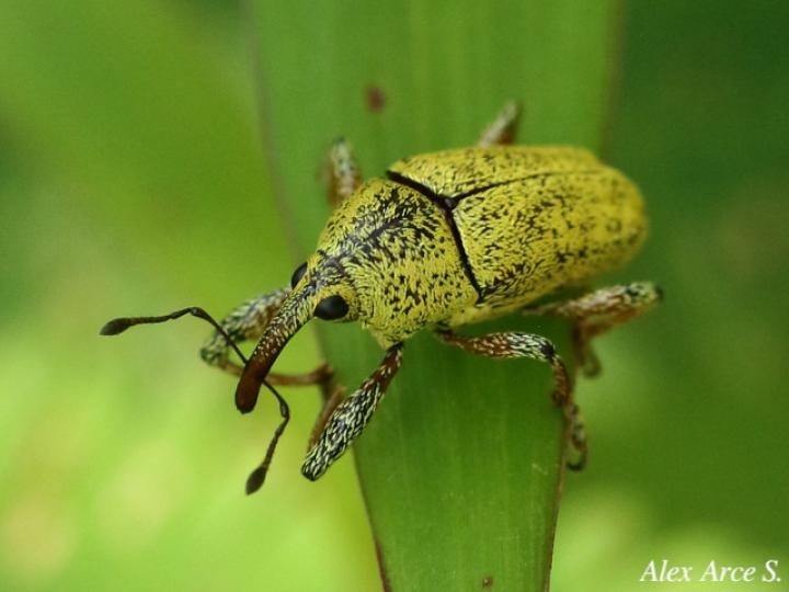 Cholus aureus