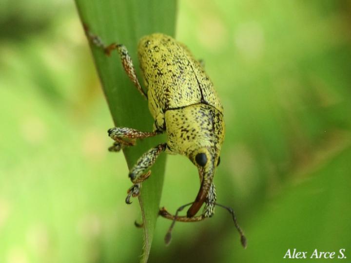 Cholus aureus