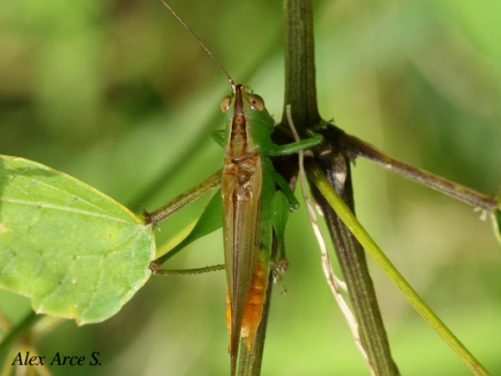 Conocephalus saltator