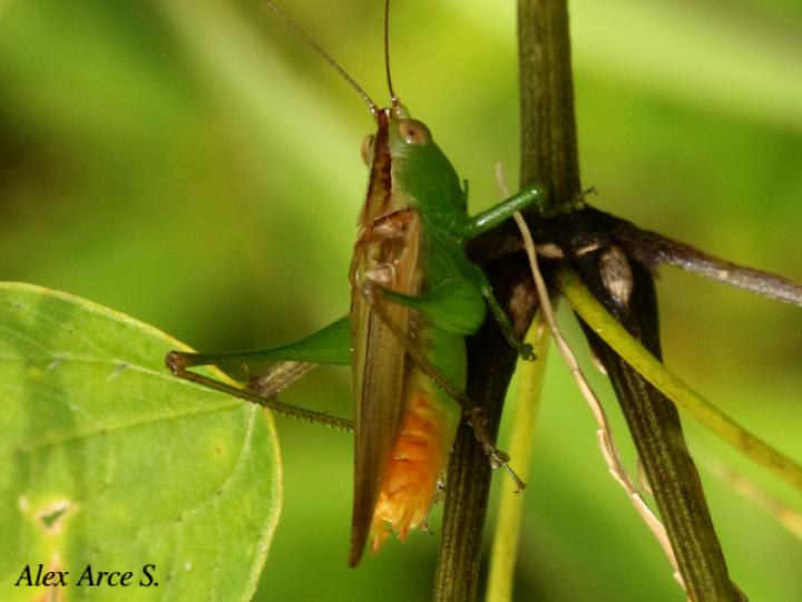 Conocephalus saltator