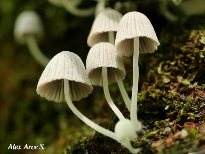 Coprinellus disseminatus