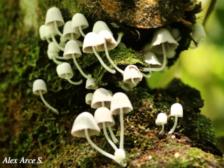 Coprinellus disseminatus