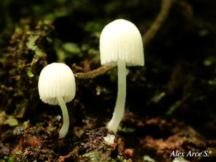 Coprinellus disseminatus