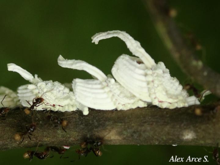 Crypticerya sp