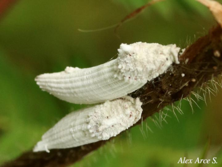 Crypticerya sp