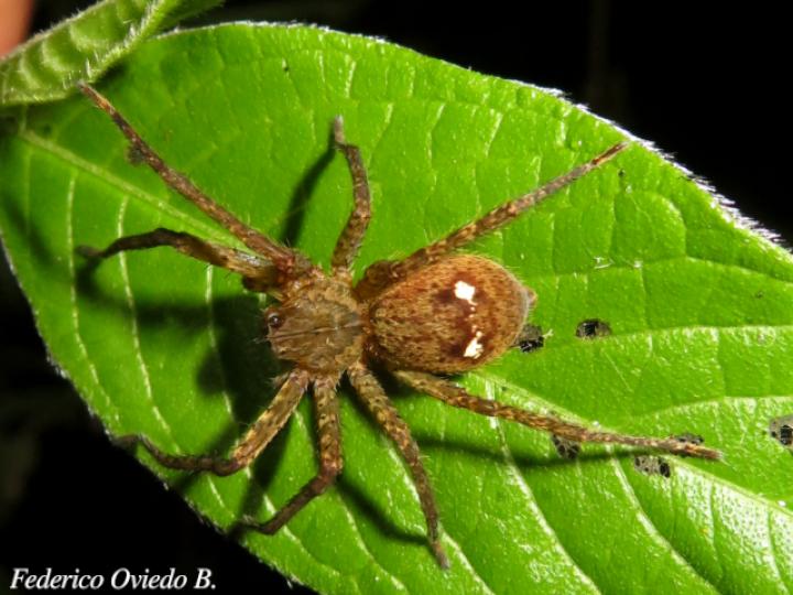 Cupiennius bimaculatus
