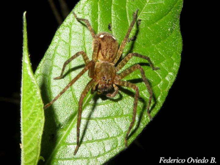 Cupiennius bimaculatus