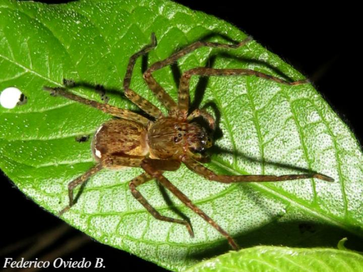 Cupiennius bimaculatus