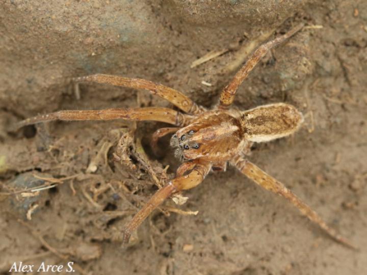 Cupiennius bimaculatus