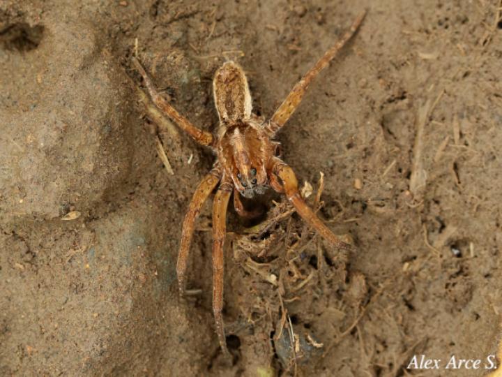 Cupiennius bimaculatus