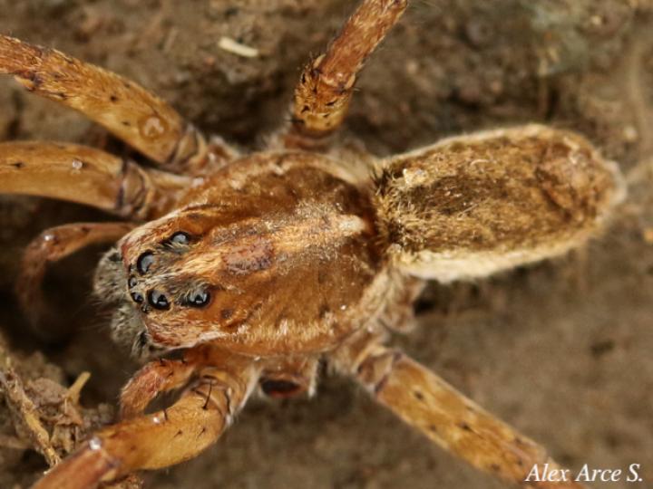 Cupiennius bimaculatus