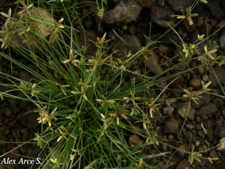 Cyperus flavescens