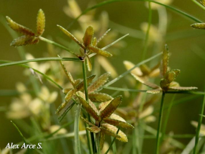 Cyperus flavescens