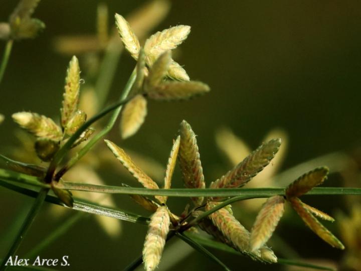 Cyperus flavescens