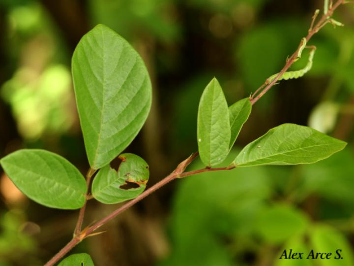 Desmodium incanum