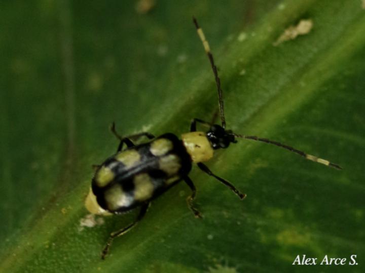 Diabrotica morosa