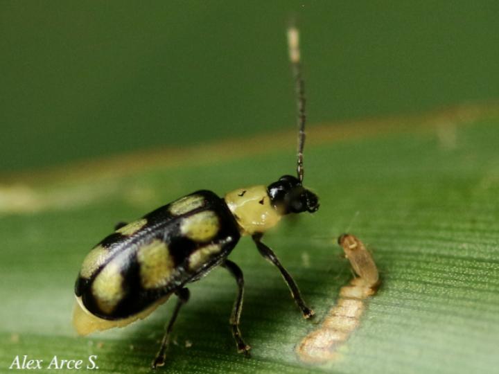 Diabrotica morosa