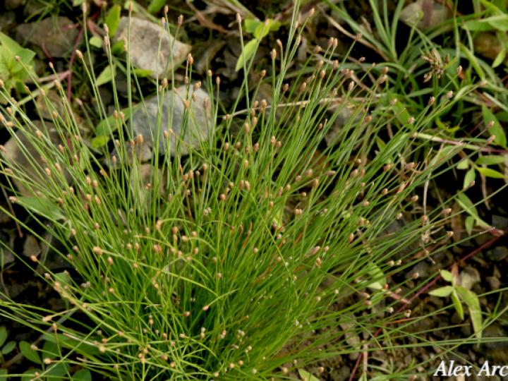 Eleochasis sellowiana (Junco)