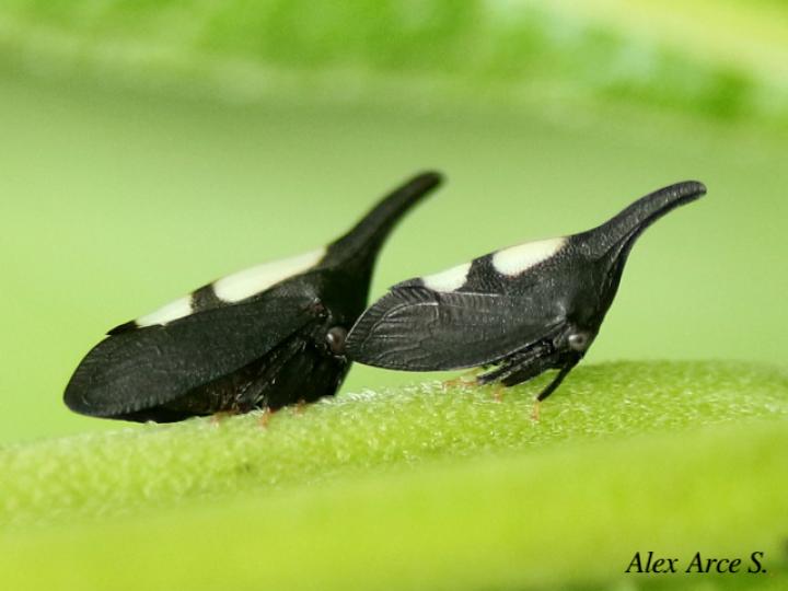 Enchenopa dubia