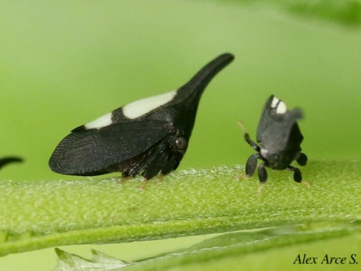 Enchenopa dubia