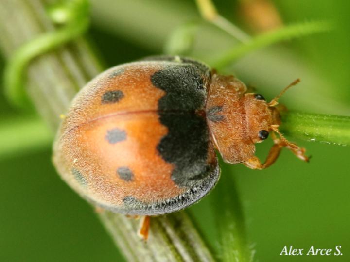 Epilachna tredecimnotata