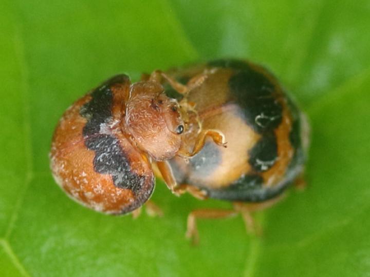 Epilachna tredecimnotata