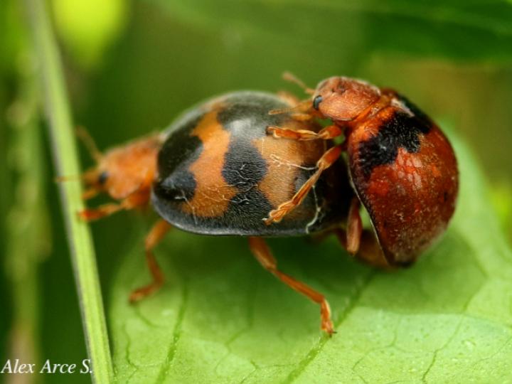 Epilachna tredecimnotata