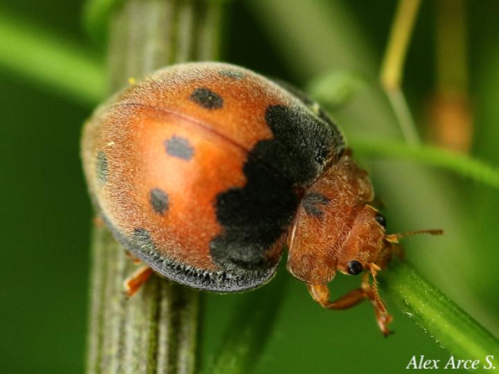 Epilachna tredecimnotata